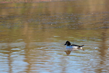 Duck swimming in lake