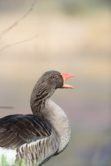 Pilgrim goose honking in countryside