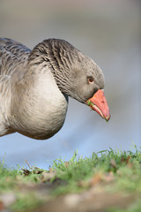Pilgrim goose eating grass