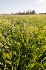 agriculture field of green winter wheat