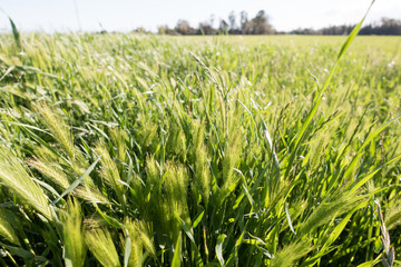 agriculture field of green winter wheat