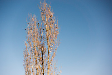 Birds in a leafless tree