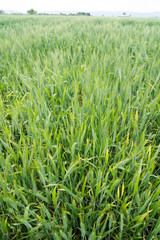 agriculture field of green winter wheat