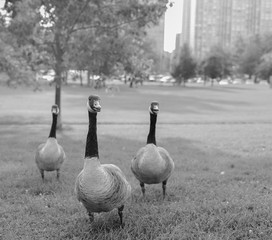 Geese black and white