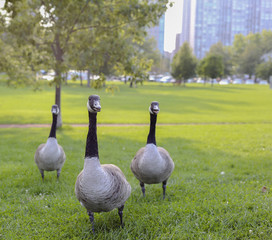 Three geese