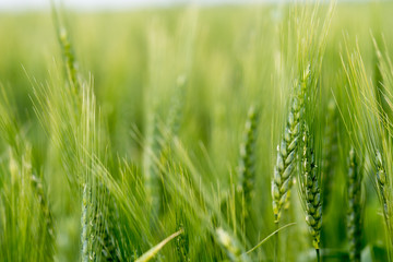 agriculture field of green winter wheat