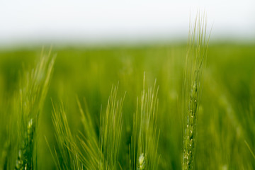 agriculture field of green winter wheat