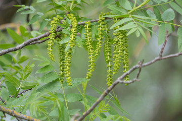 small close up of yellow flowers
