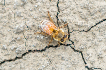 Honey bee on the ground