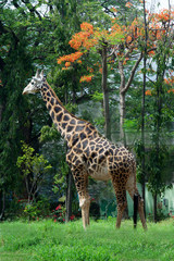 Obraz premium Giraffe in Midst of Greens