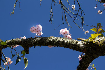 Flor 