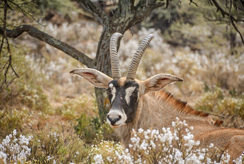 Roan Antelope