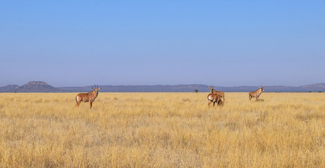 Fototapeta premium Roan Antelope