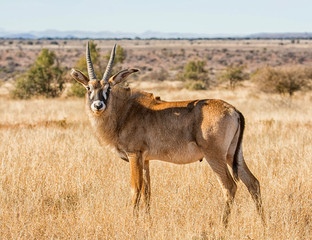 Naklejka premium Roan Antelope