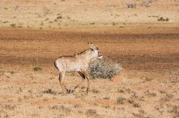 Roan Antelope