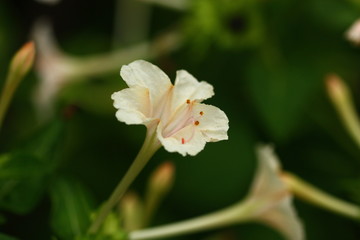 Amazing view of colorful white flower