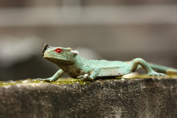 fly on lizard toy
