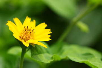 Amazing view of colorful yellow flower macro