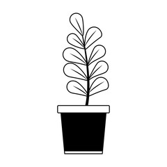 Plant in pot isolated in black and white