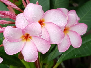 flower pink