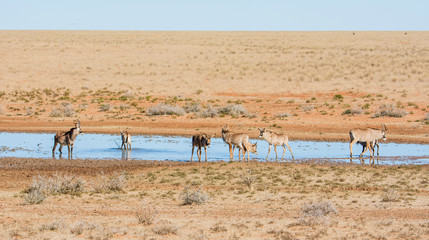 Fototapeta na wymiar Roan Antelope