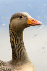 Greylag Goose