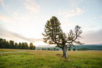 Old giant cedar on hill. Beautiful wounded coniferous tree in grassland on mountain background under blue cloudy dawn sky. Poles with wires on field. Atmospheric landscape.