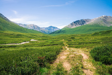 Fototapeta na wymiar Giant mountains with snow above green valley with meadow and forest in sunny day. Rich vegetation of highlands in sunlight. Trail along creek under blue sky. Amazing mountain landscape of nature.