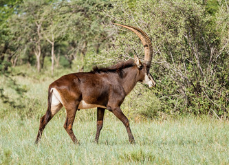 Sable Antelope