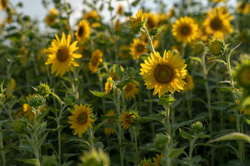 Sunflowers in field