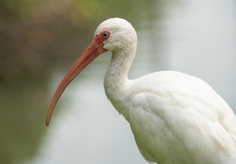 white ibis gets a side profile shot