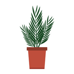 Plant in pot isolated