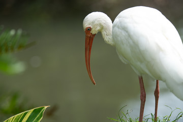 white ibis has spotted dinner
