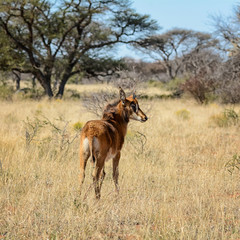 Fototapeta na wymiar Juvenile Sable Antelope