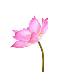 Fototapeta na wymiar Beautiful lotus(Single lotus flower isolated on white background)