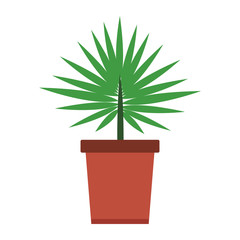 Plant in pot isolated