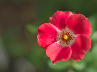 バラのある風景