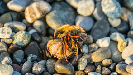 Hermit Crab in a screw shell on the beach in Sochi