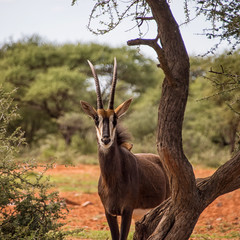 Sable Antelope