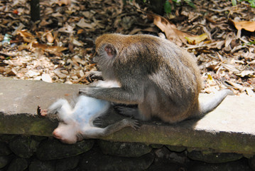 An adult female sits on a rock and collects fleas from a small monkey, which lies belly up in the Park on the island of Bali.Indonesia 
