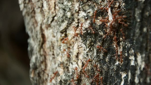 The ants carrying food to the nest with harmony