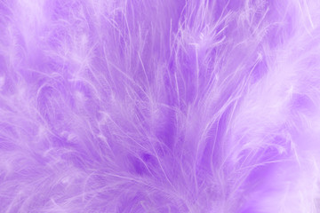 Macro shot of purple bird fluffy feathers in soft and blur style