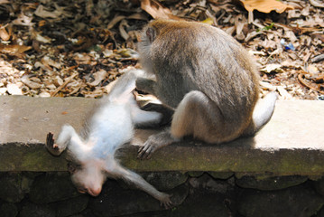 An adult female sits on a rock and collects fleas from a small monkey, which lies belly up in the Park on the island of Bali.Indonesia 