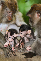 Family of monkeys,females and their children who are playing and drag each other by the hair sitting on rocks in the forest on the island of Bali. 