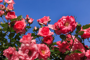 Pink roses - Spring flowers in Japan -