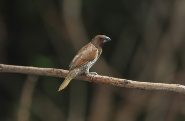 Scaly-breasted munia