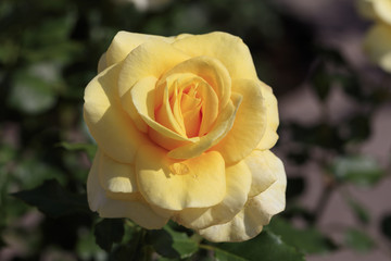 Yellow roses - Spring flowers in Japan -