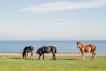 Three brown horses graze on the shore of Lake Baikal.