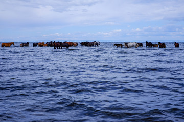 Naklejka premium Herd of horses are drinking water in the lake.