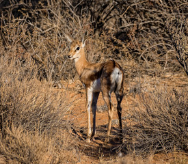 Springbok Antelope